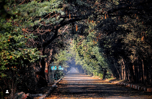 okhla bird sanctuary